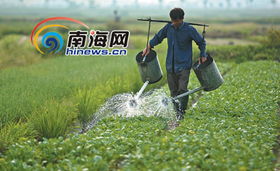 走近海口郊區(qū)菜農(nóng) 夫妻用菜筐挑起一個家，新鮮水果零售